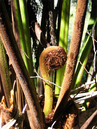 Foug�re arborescente