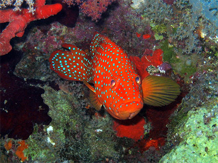 M�rou rouge