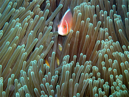 Poisson clown