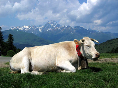 Belle vache des pyr�n�es