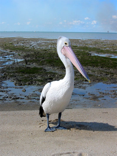 P�lican