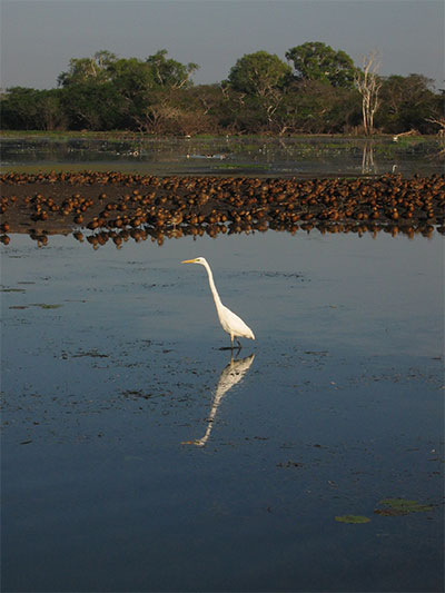 Aigrette et canards sauvages dans les Yellow Waters