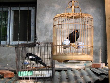 Pie et mainate en cage