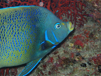 Poisson ange