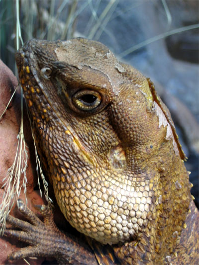 Lezard � collerette 