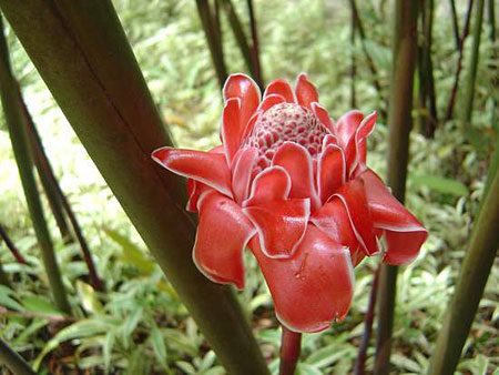 Rose de Porcelaine, jardin de Balata