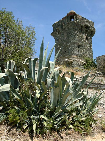 Tour Paoline de Nonza
