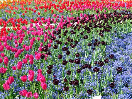 Tulipes
