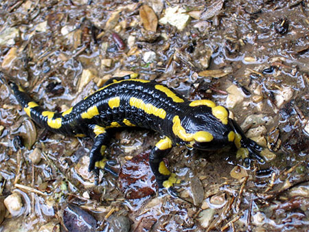 Salamandre