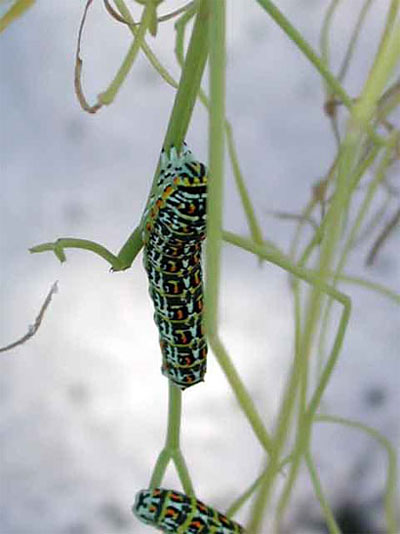 Chenille de Machaon