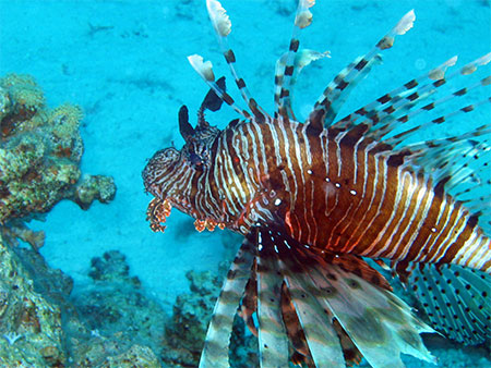 Poisson lion