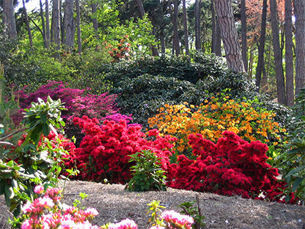 Rhododendrons