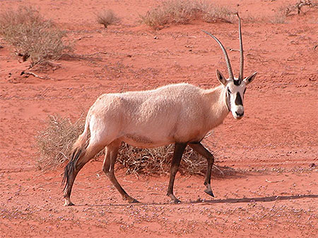 L'oryx est peu farouche dans le d�sert