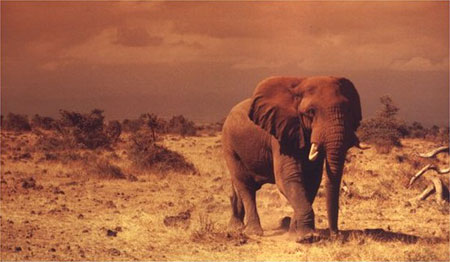 Cr�puscule � Amboseli