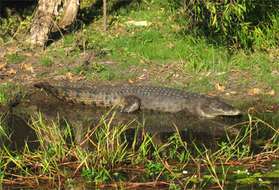 Crocodile marin
