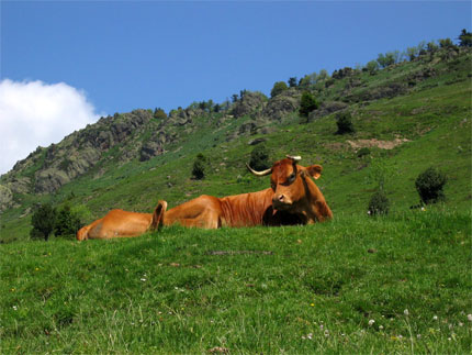 Vache au repos