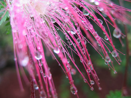 Flore au matin