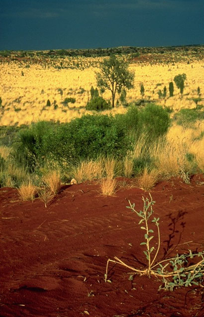 Desert du Red Center