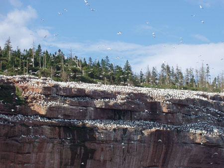 Falaise aux oiseaux sur l'�le de Bonaventure