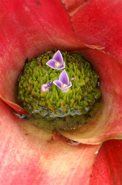 Bromelaci�e