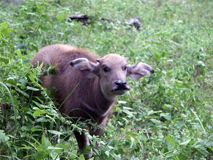 Veau en libert�