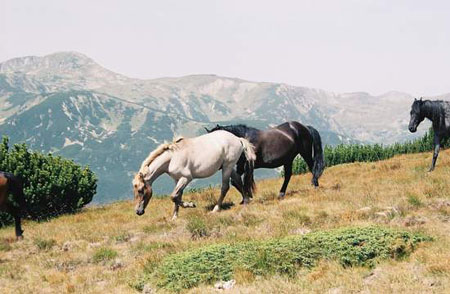 Chevaux