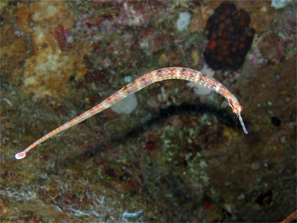 Syngnathe