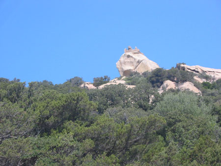 Lion de Roccapina