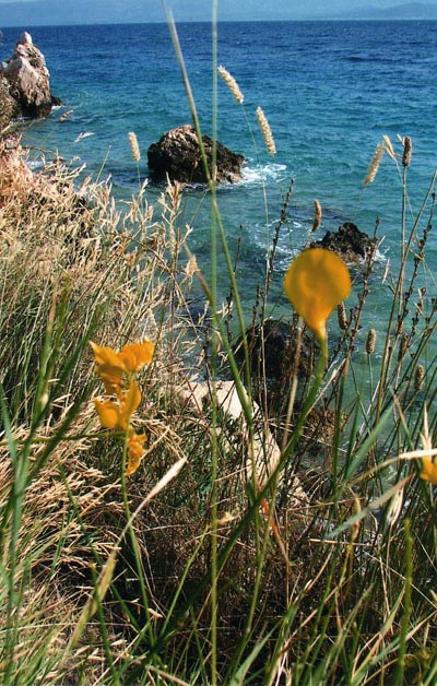 Fleurs � Bol