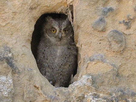 B�b� hibou au village de Garcinaro