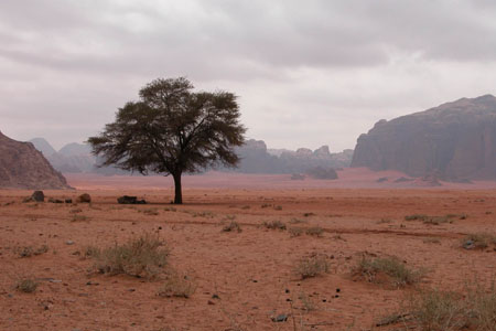 Un arbre dans le d�sert. S'est-il perdu?