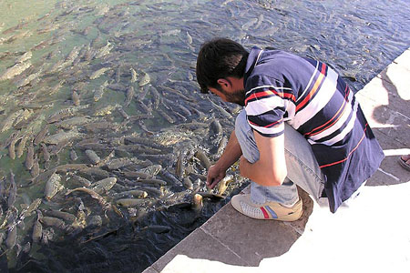 Sacr�es carpes ou les carpes sacr�es d'Abraham