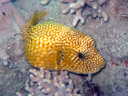 Puffer Fish