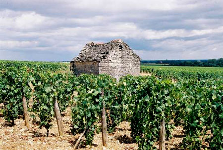 Vignobles