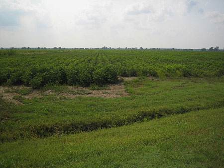 Champs de coton pr�s de Memphis
