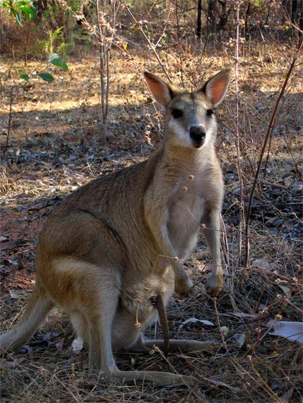 Kangourou et son petit