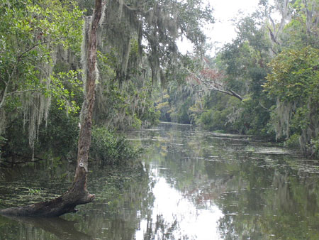 The deep Bayou au sud de la Nouvelle Orl�ans
