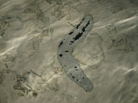 Concombre de mer