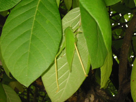 Insecte des Maldives