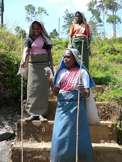 Cueilleuses de th� pr�s de Nuwara Eliya