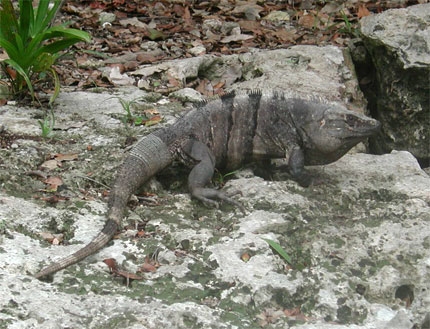 Gros iguane