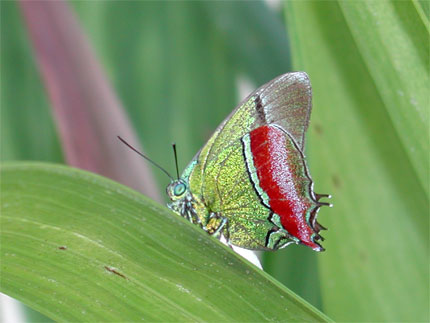 Petit papillon color�