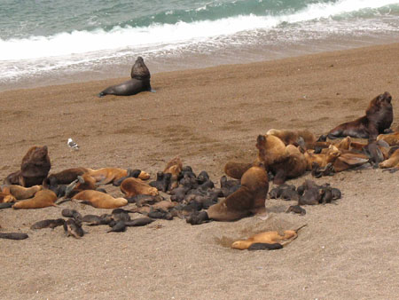 Lions de mer