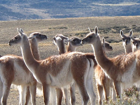 Guanacos vers Bajo Caracoles