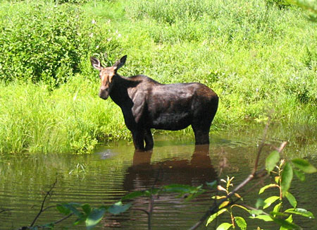 Jeune orignal dans le parc des hautes gorges