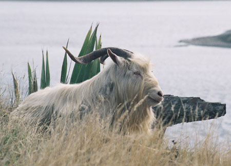 Bouc