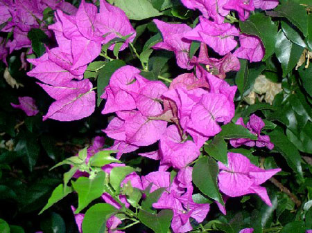 Bougainvilliers de Ste Rose
