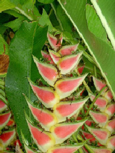 Fleur de bananier