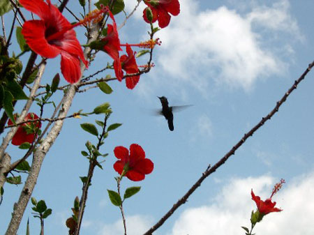 Colibri sur hibiscus