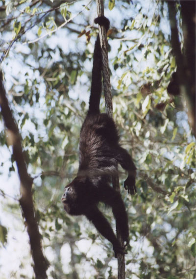 Singe hurleur � Tikal